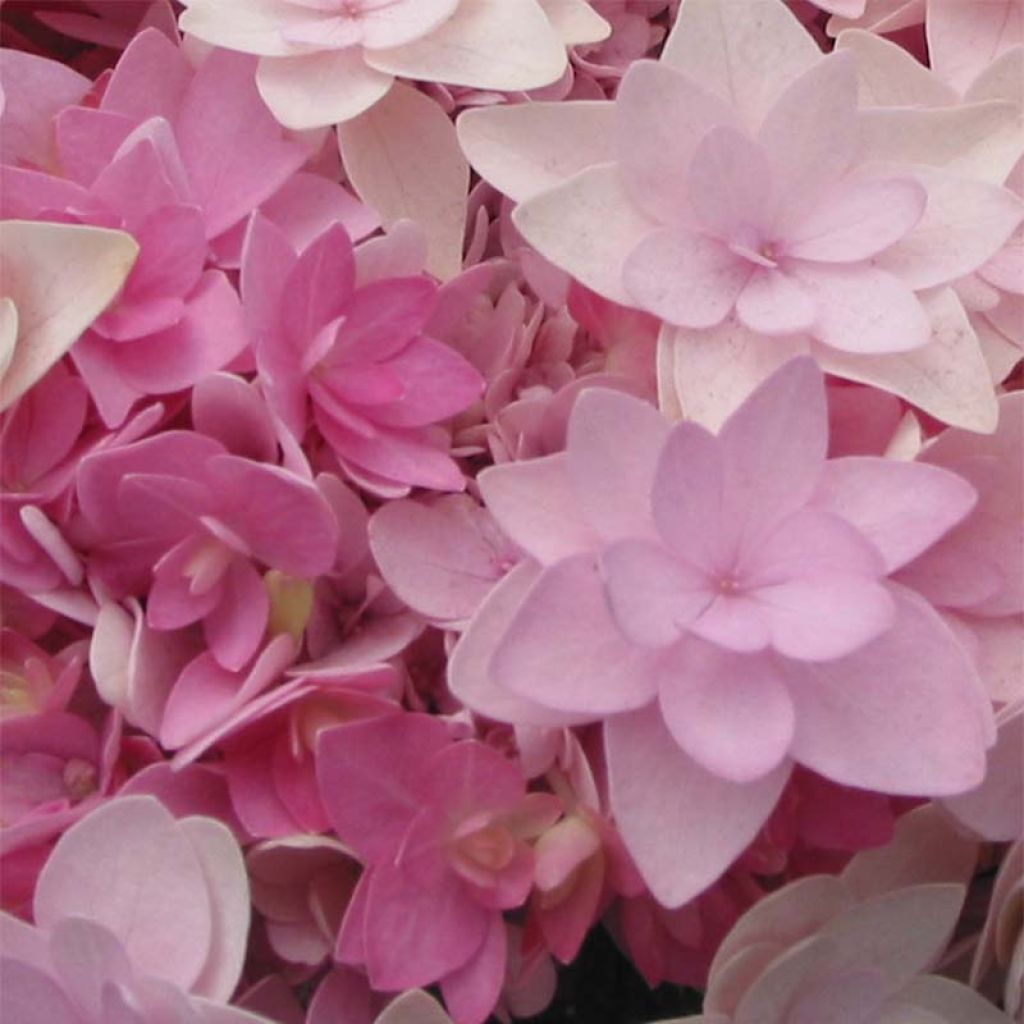 Hortensia - Hydrangea macrophylla You and Me Romance