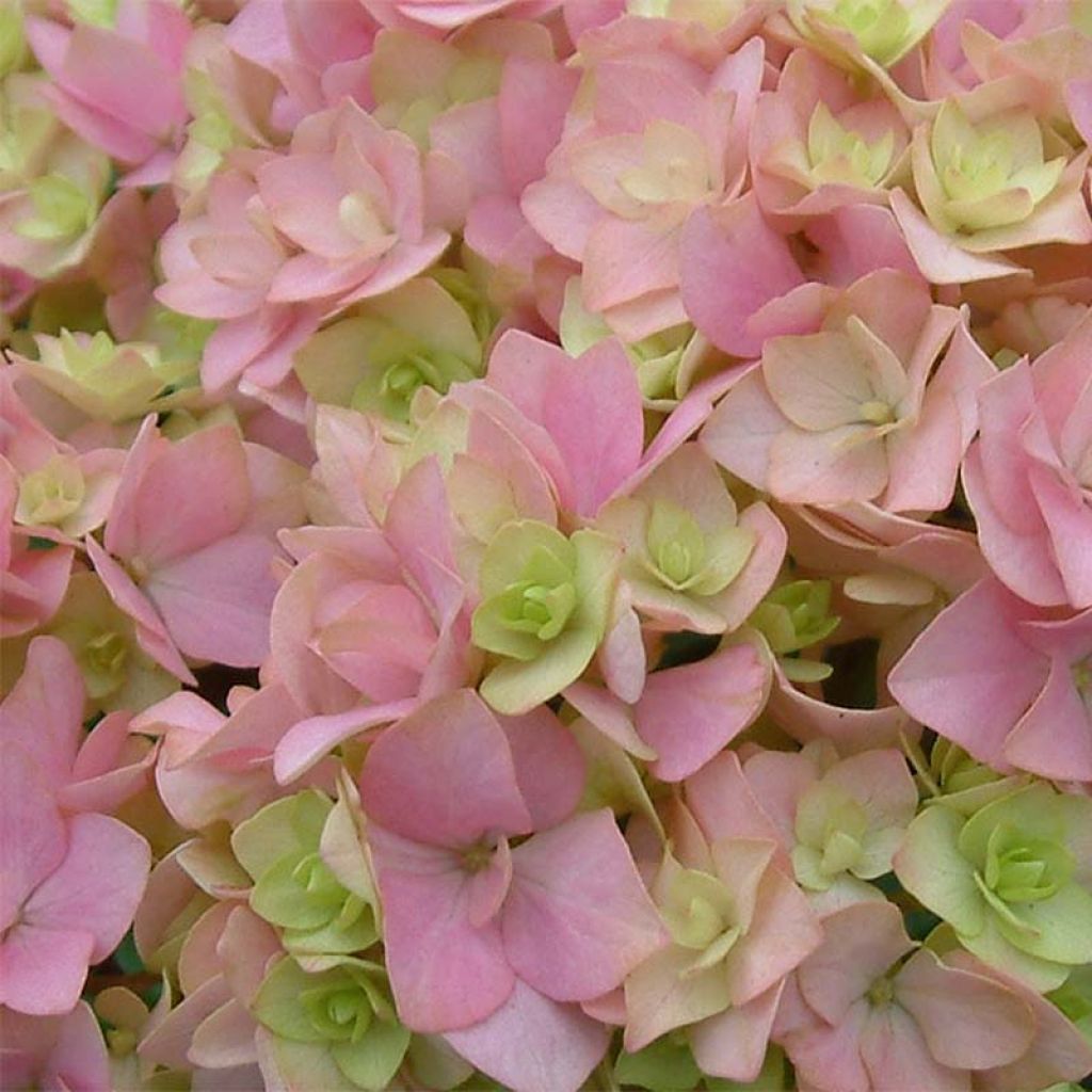 Hortensia - Hydrangea macrophylla You and Me Together