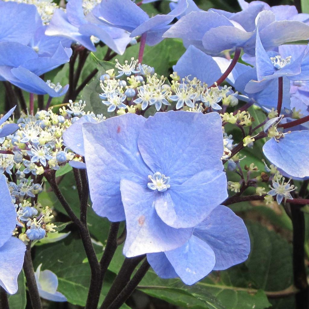 Hortensia - Hydrangea macrophylla Zorro