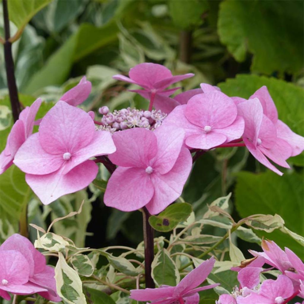 Hortensia - Hydrangea macrophylla Zorro rose