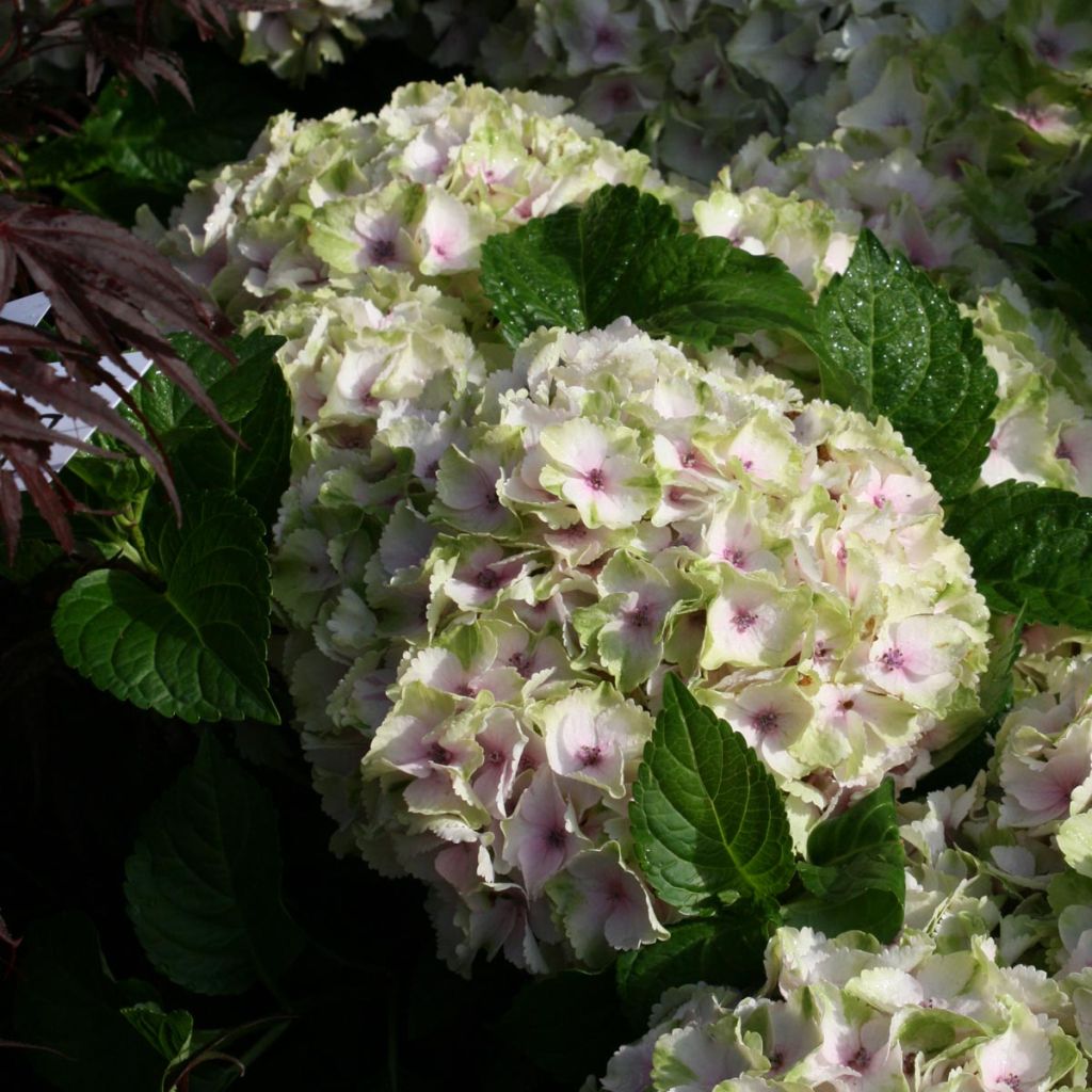 Hydrangea Magical Summer Green - Hortensia