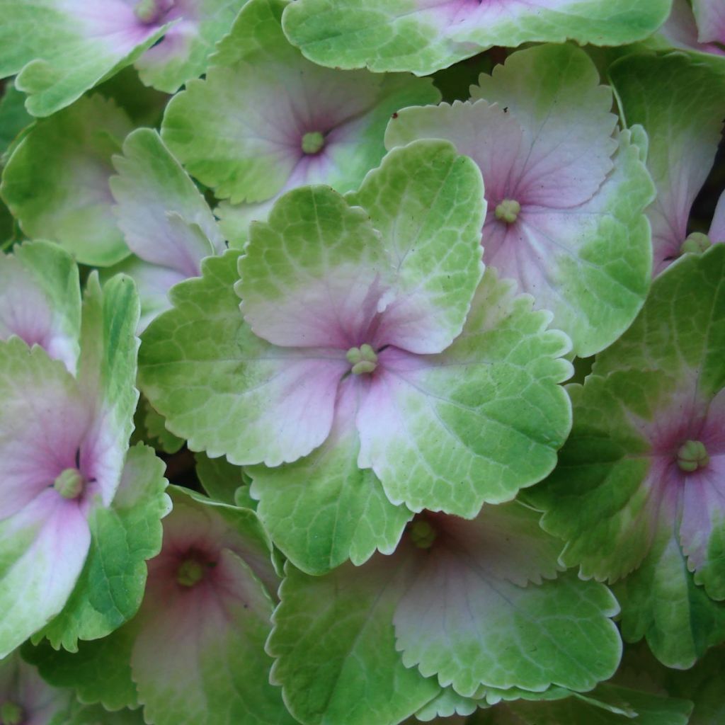 Hydrangea Magical Summer Green - Hortensia