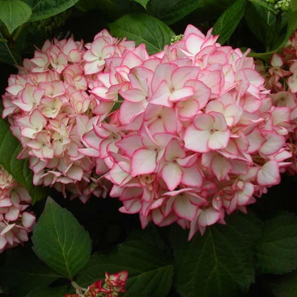 Hortensia - Hydrangea macrophylla Mirai