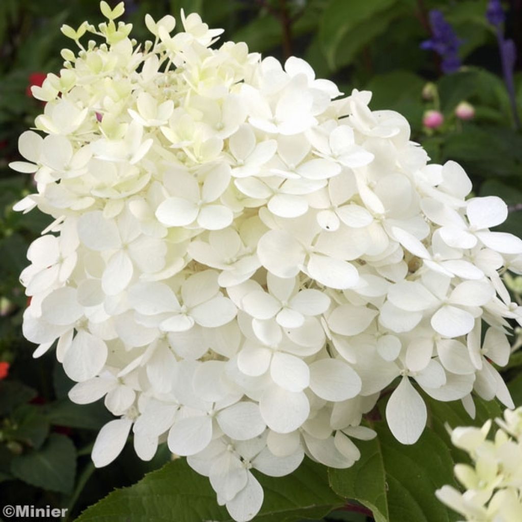 Hydrangea paniculata Phantom - Hortensia paniculé