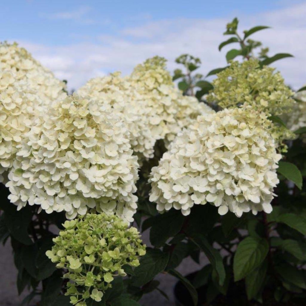 Hydrangea paniculata Bobo - Hortensia paniculé nain