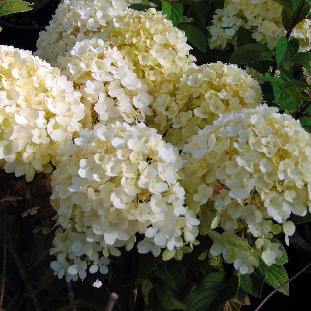 Hydrangea paniculata Bobo - Hortensia paniculé nain