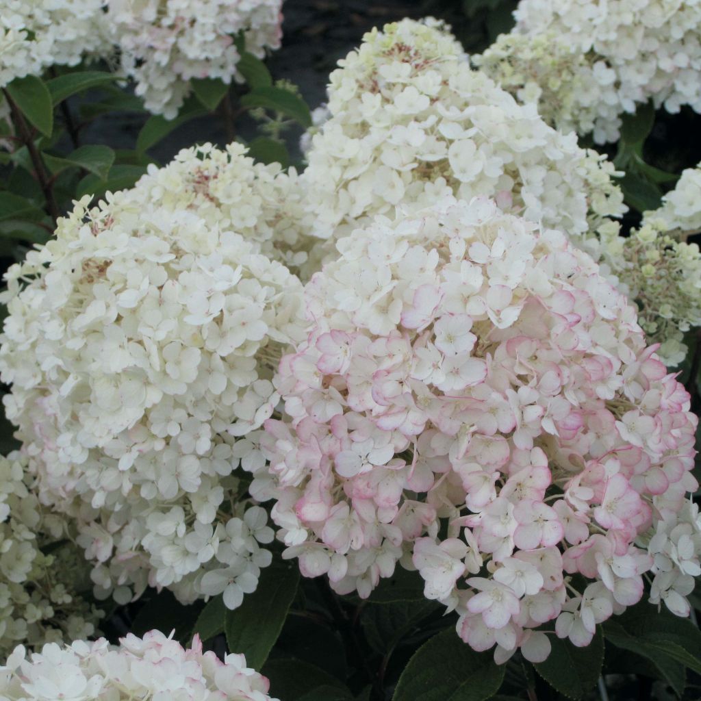 Hydrangea paniculata Bobo - Hortensia paniculé nain