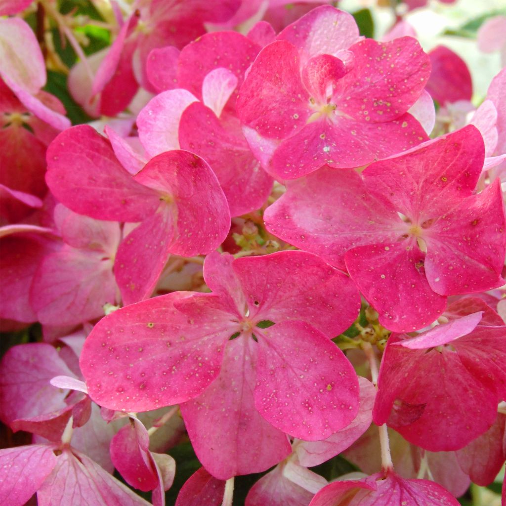 Hydrangea paniculata Diamant Rouge - Hortensia paniculé