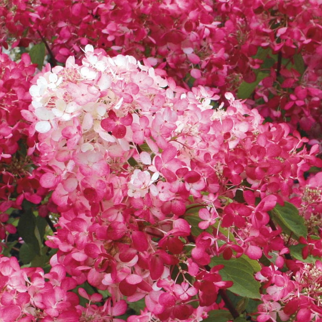 Hydrangea paniculata Diamant Rouge - Hortensia paniculé