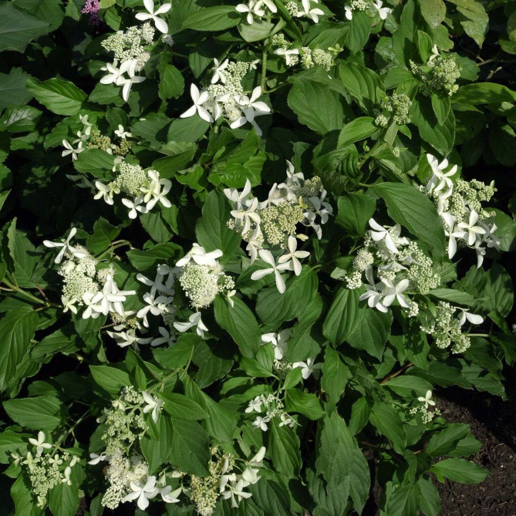 Hydrangea paniculata Great Star Le Vasterival - Hortensia paniculé