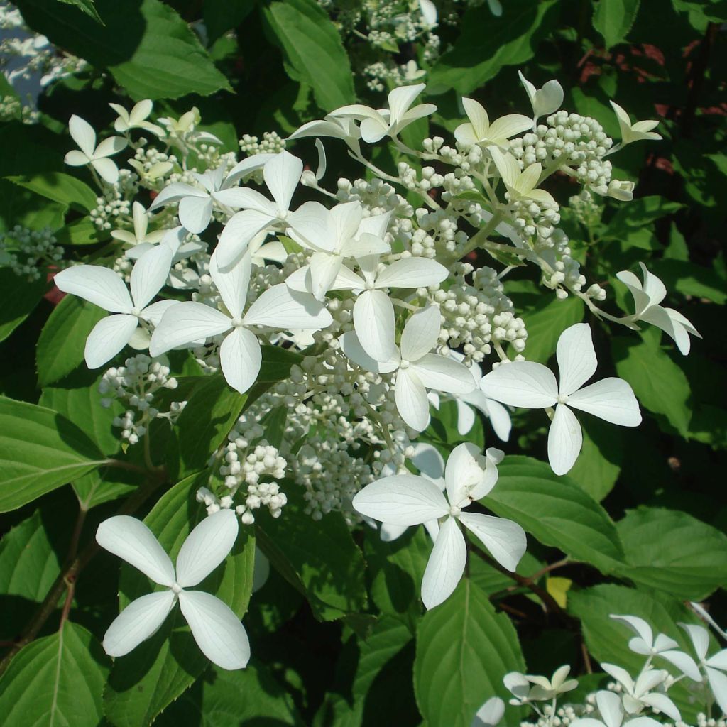 Hydrangea paniculata Great Star Le Vasterival - Hortensia paniculé