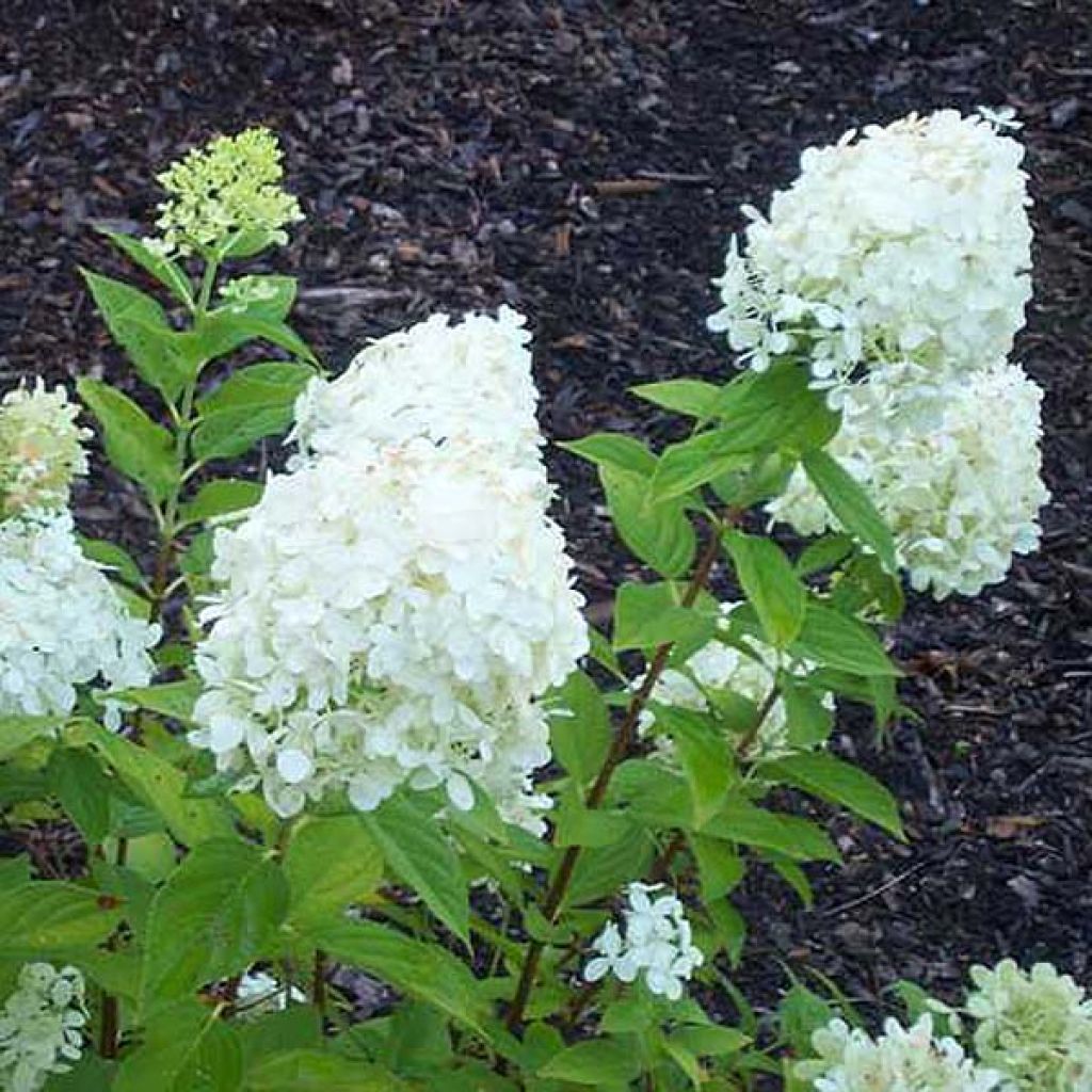 Hydrangea paniculata Limelight - Hortensia paniculé