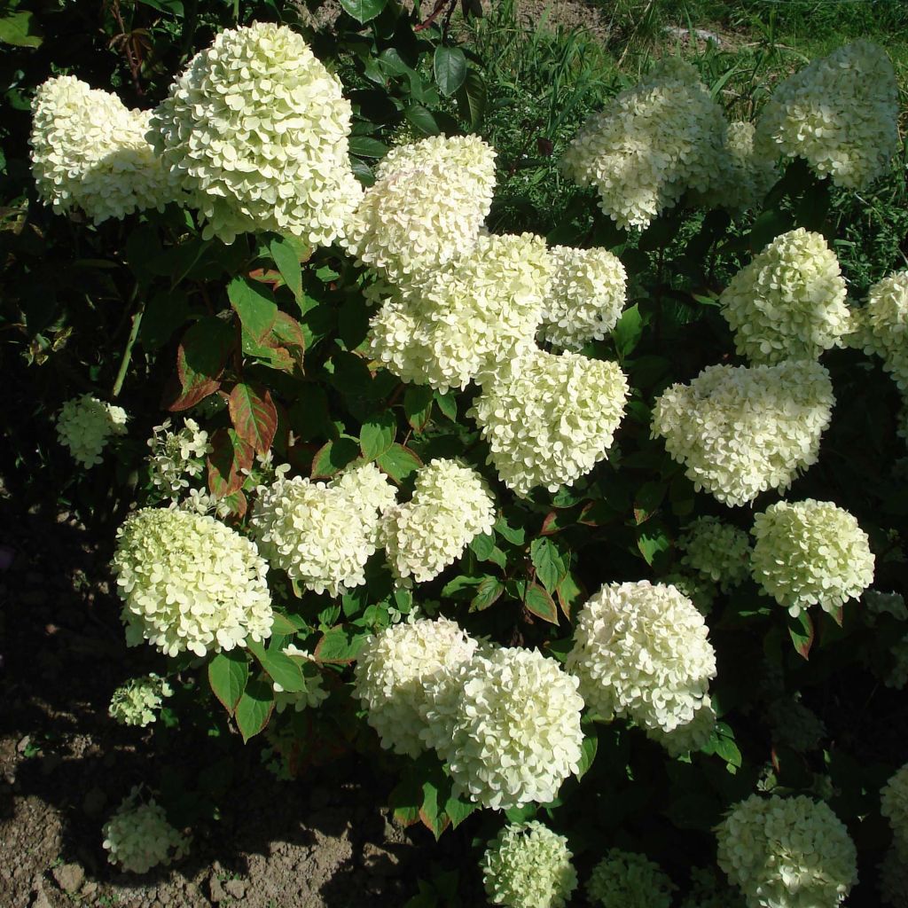 Hydrangea paniculata Limelight - Hortensia paniculé