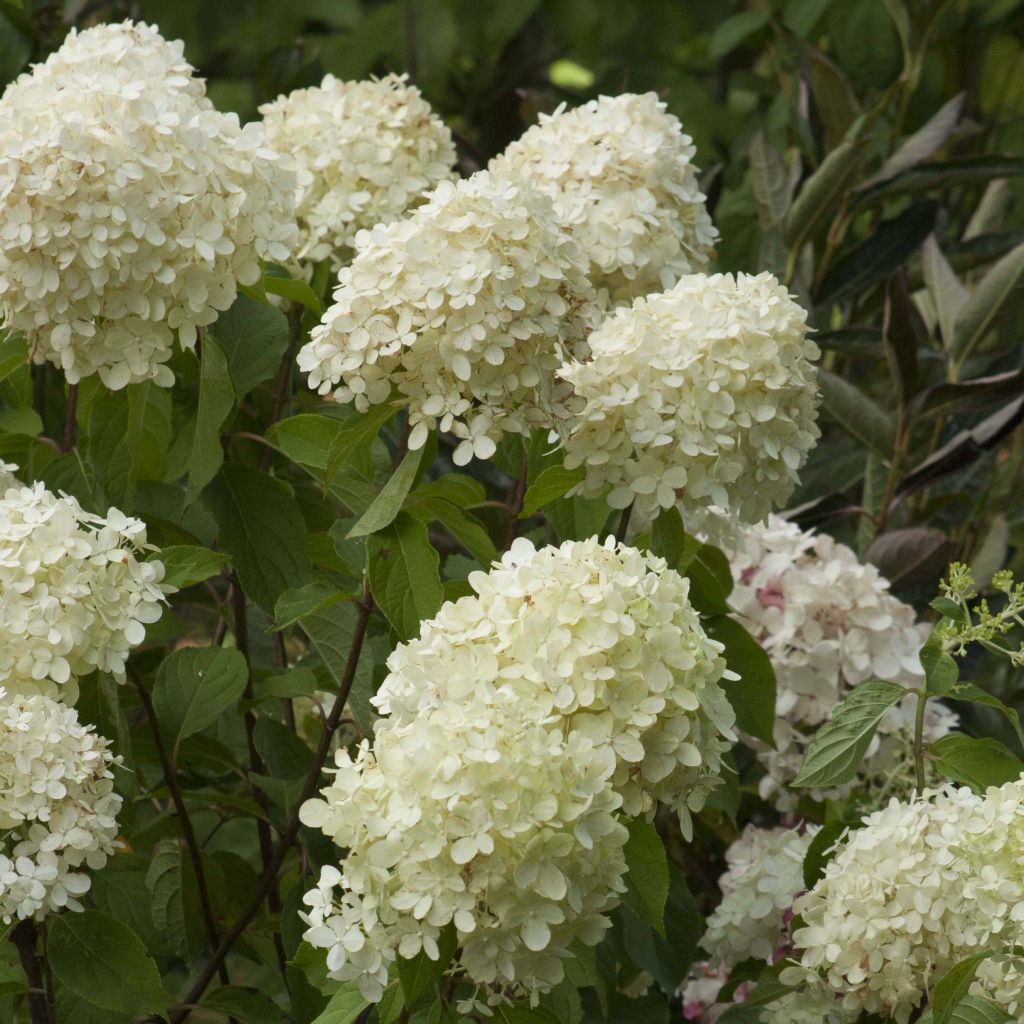 Hydrangea paniculata Limelight - Hortensia paniculé