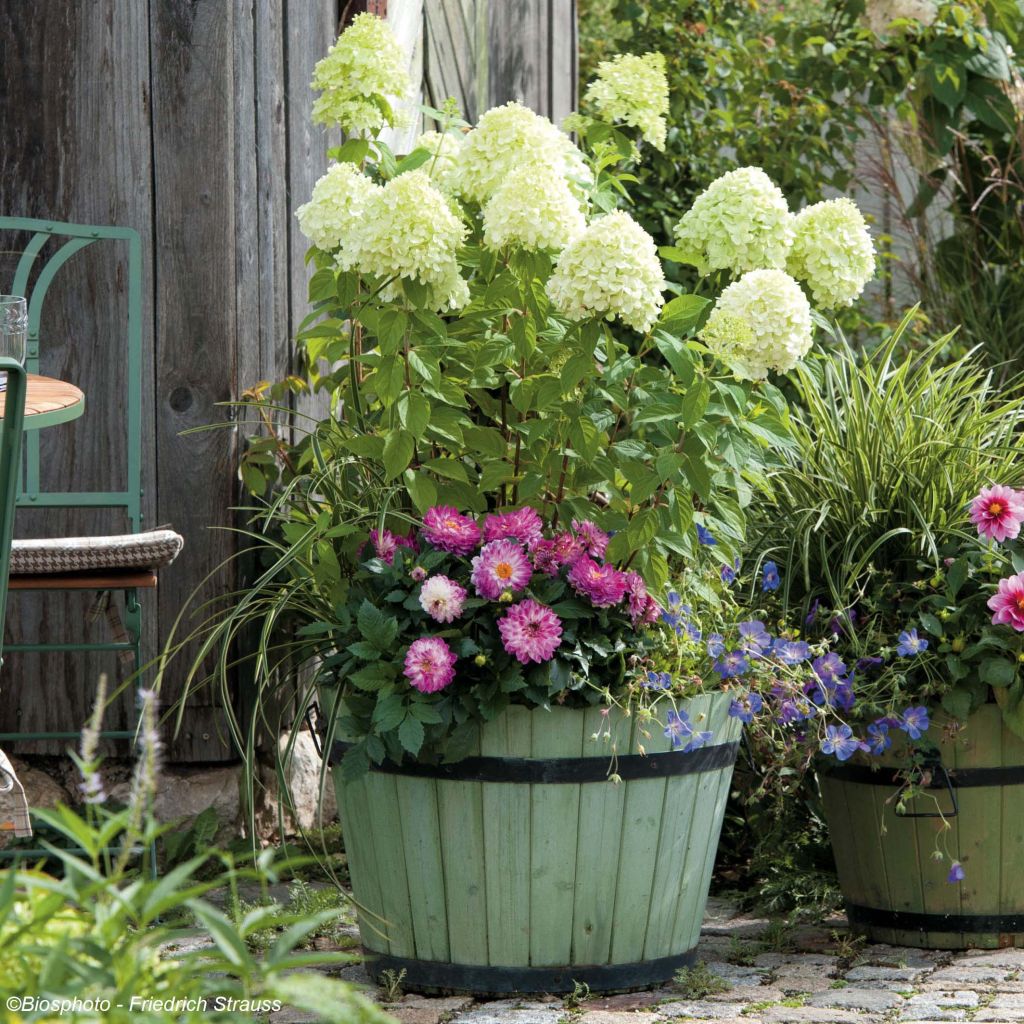 Hydrangea paniculata Limelight - Hortensia paniculé