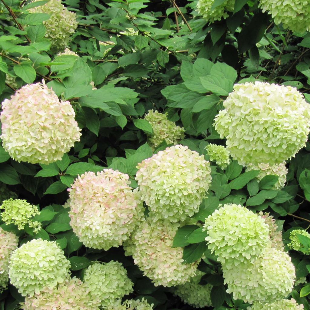 Hydrangea paniculata Limelight - Hortensia paniculé