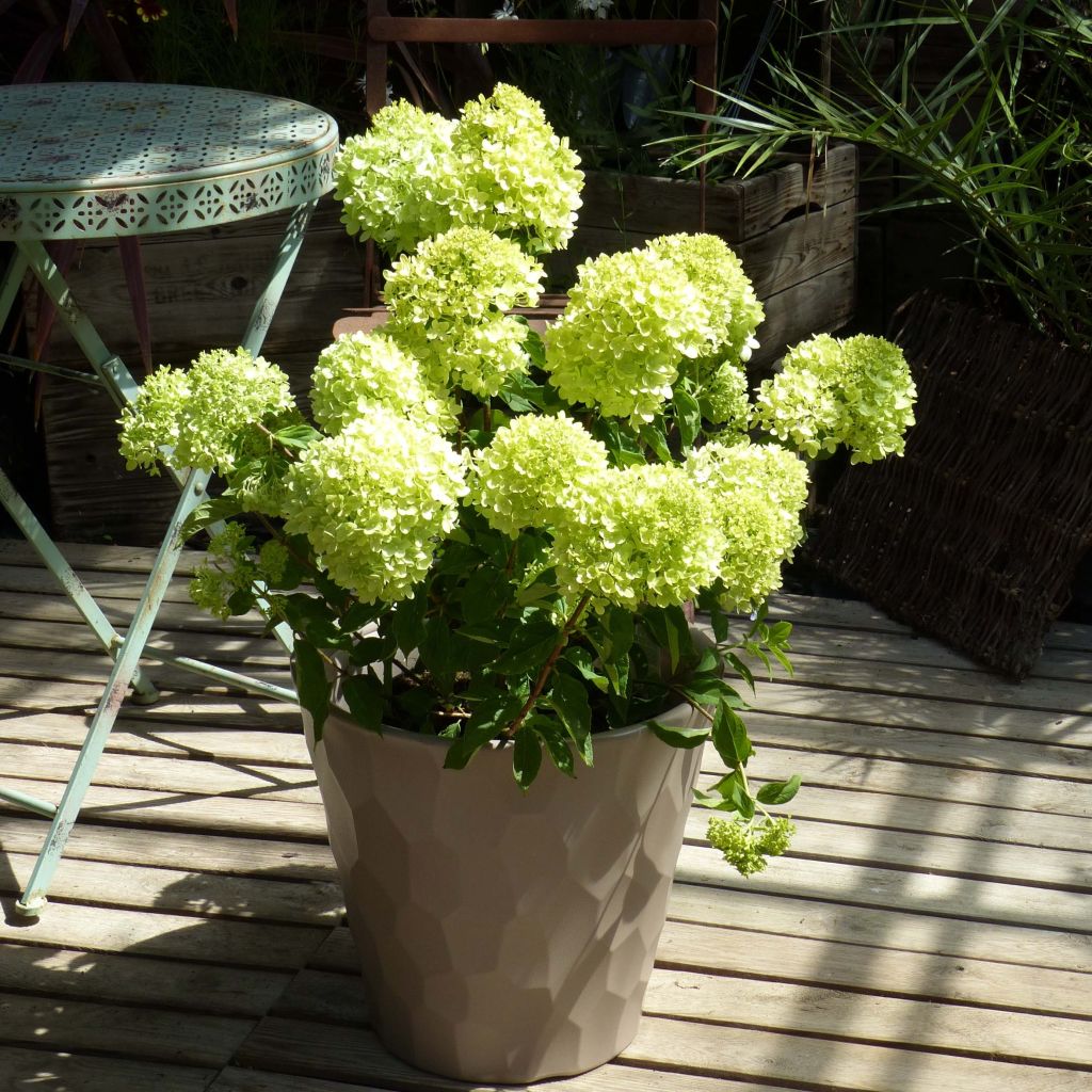 Hydrangea paniculata Little Lime - Hortensia paniculé