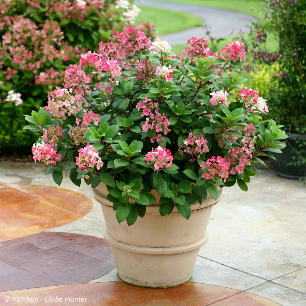 Hydrangea paniculata Little Quick Fire - Hortensia paniculé