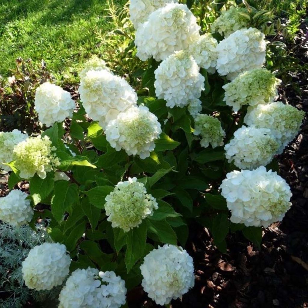 Hydrangea paniculata Magical Mont Blanc - Hortensia paniculé