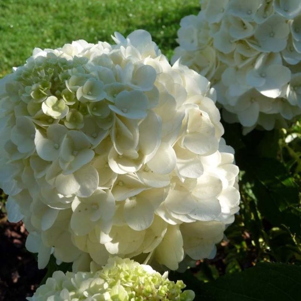 Hydrangea paniculata Magical Mont Blanc - Hortensia paniculé