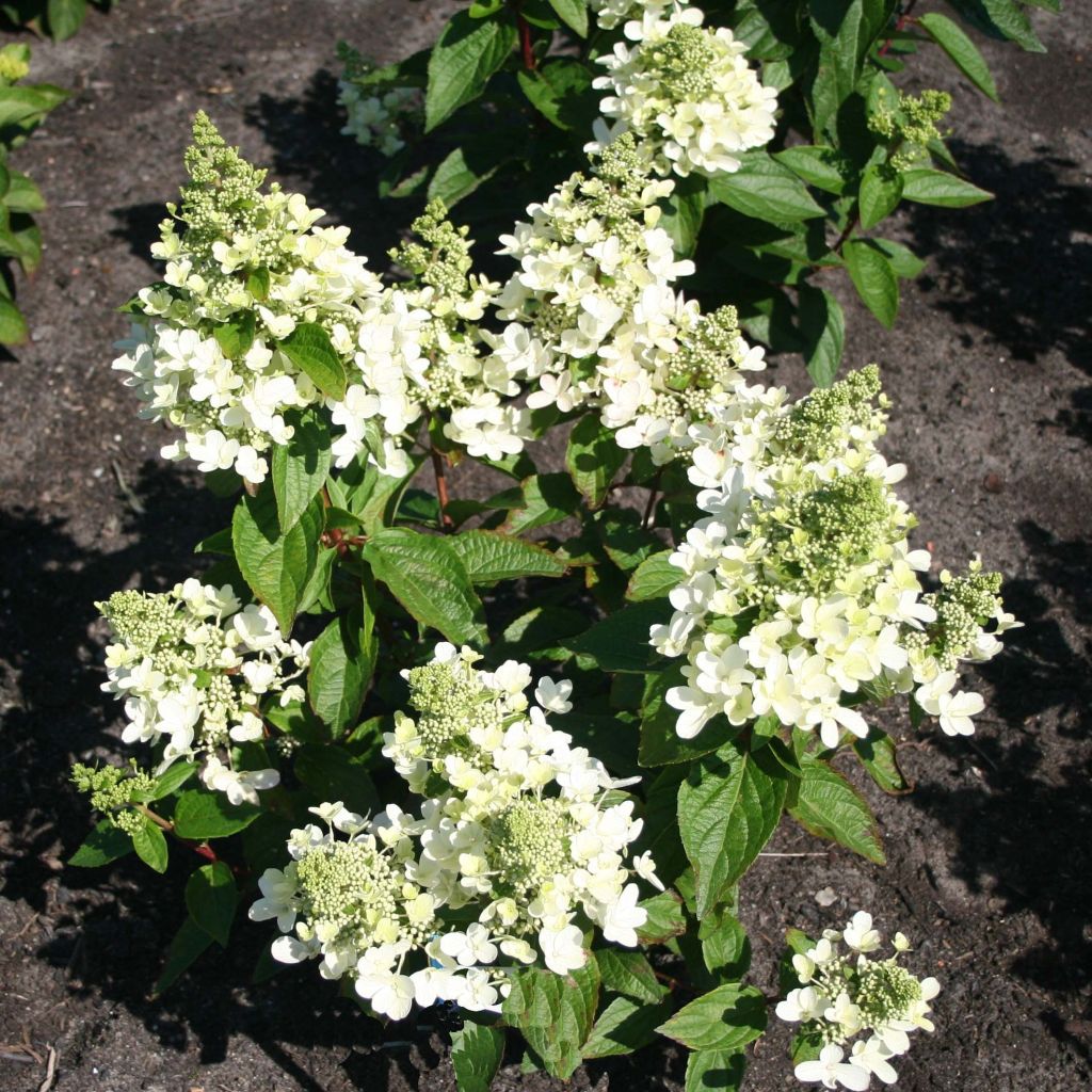 Hydrangea paniculata Magical Vesuvio - Hortensia paniculé