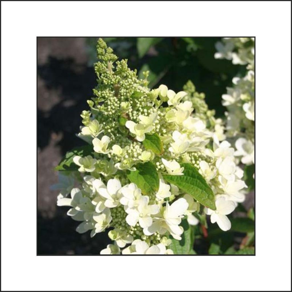 Hydrangea paniculata Magical Vesuvio - Hortensia paniculé