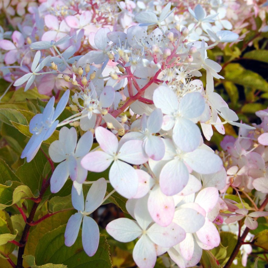 Hydrangea paniculata Phantom - Hortensia paniculé