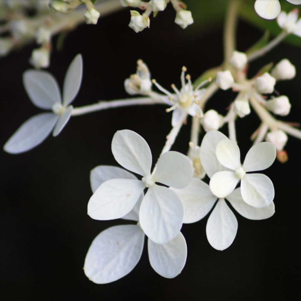 Hydrangea paniculata Phantom - Hortensia paniculé