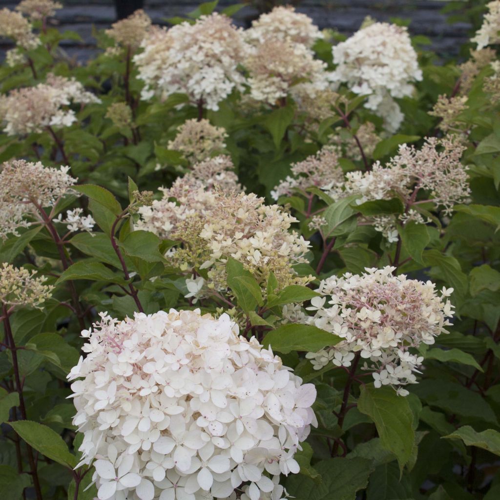 Hydrangea paniculata Phantom - Hortensia paniculé