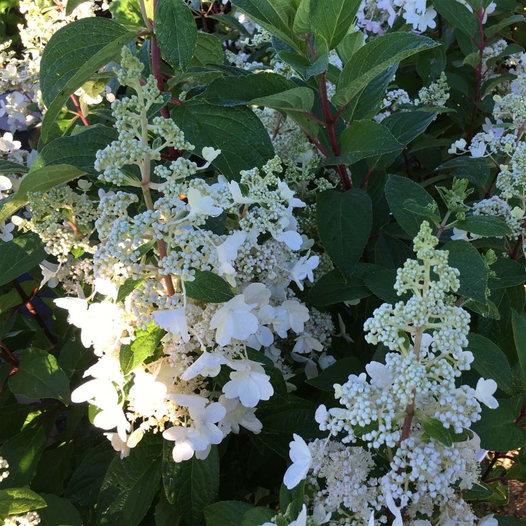 Hydrangea paniculata Pinky Winky - Hortensia paniculé