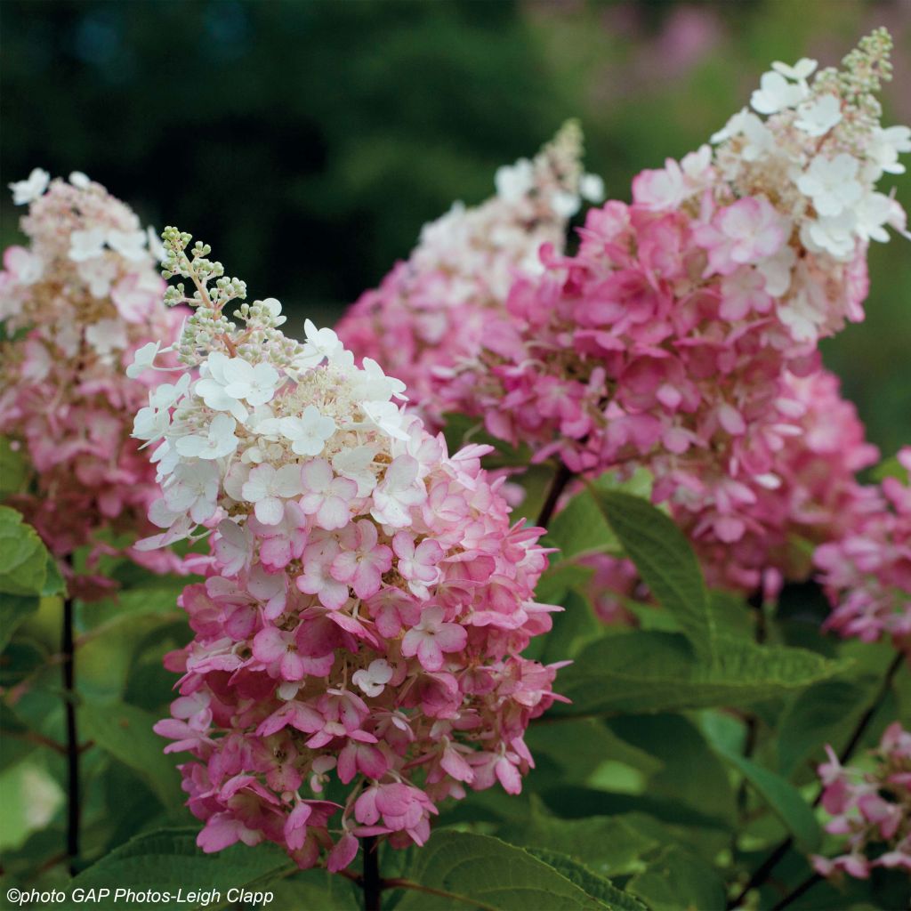 Hydrangea paniculata Pinky Winky - Hortensia paniculé