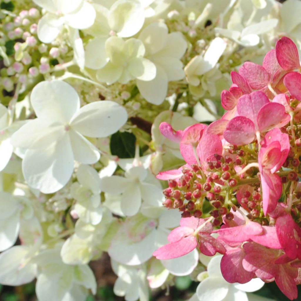 Hydrangea paniculata Pinky Winky - Hortensia paniculé