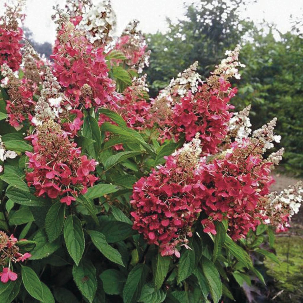 Hydrangea paniculata Pinky Winky - Hortensia paniculé