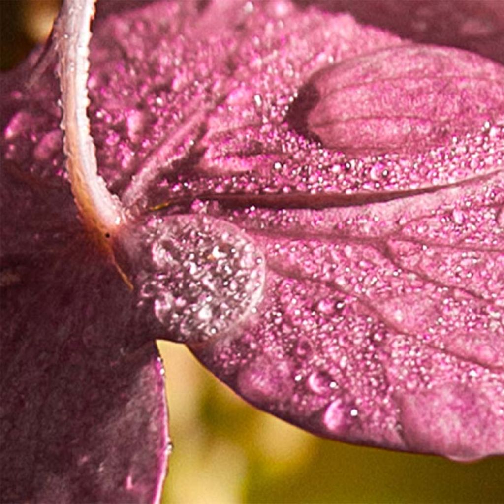 Hydrangea paniculata Pinky Winky - Hortensia paniculé