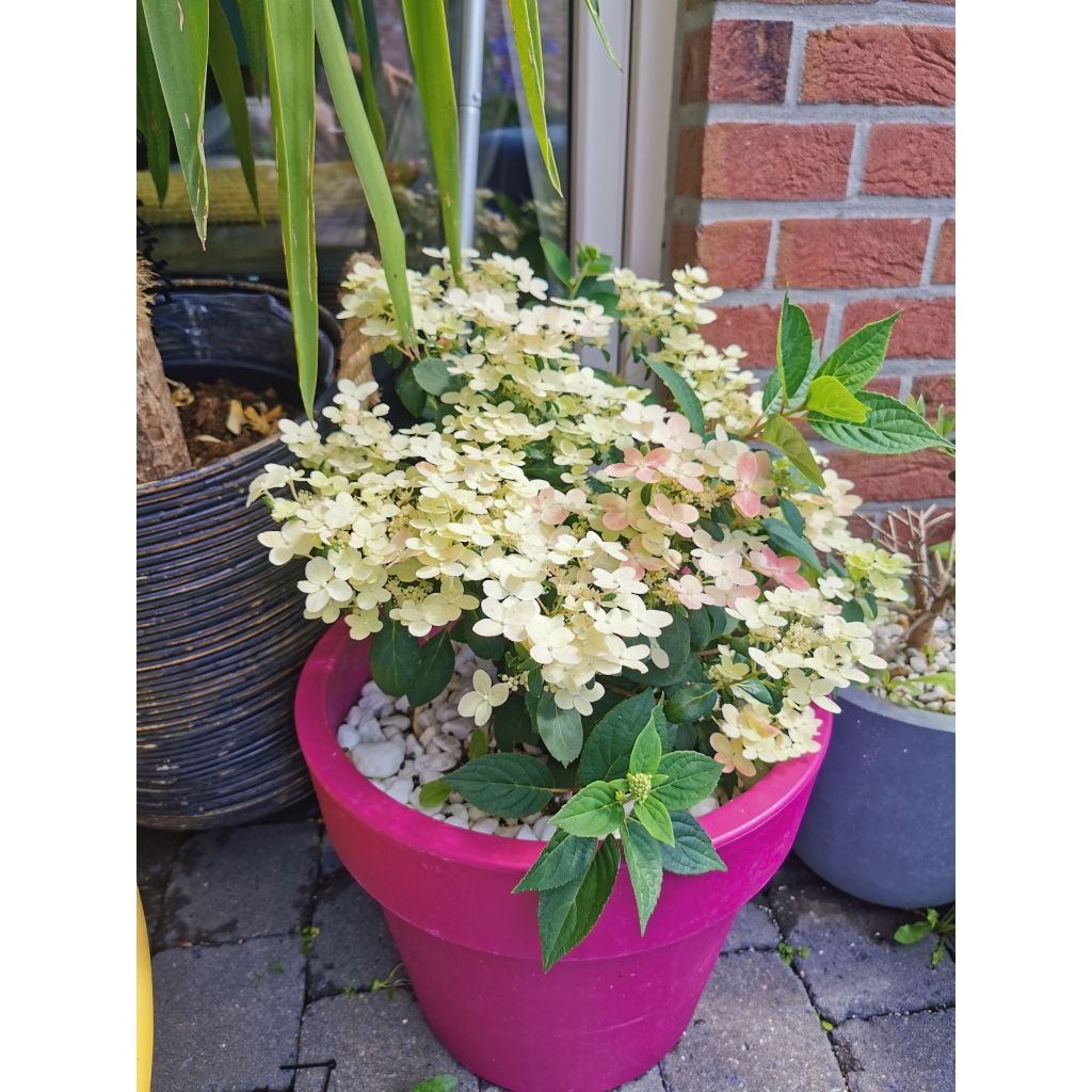 Hydrangea paniculata Polestar - Hortensia paniculé