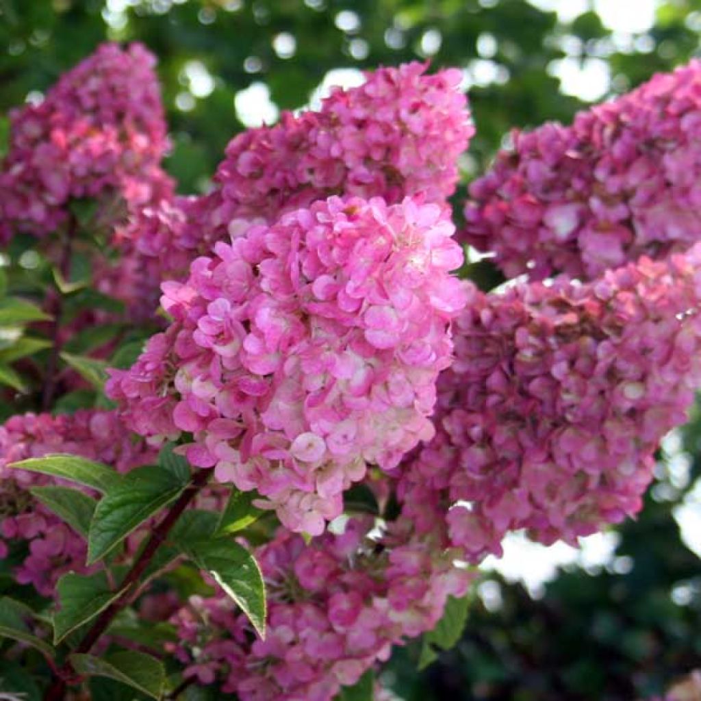 Hydrangea paniculata Sundae Fraise - Hortensia paniculé rose