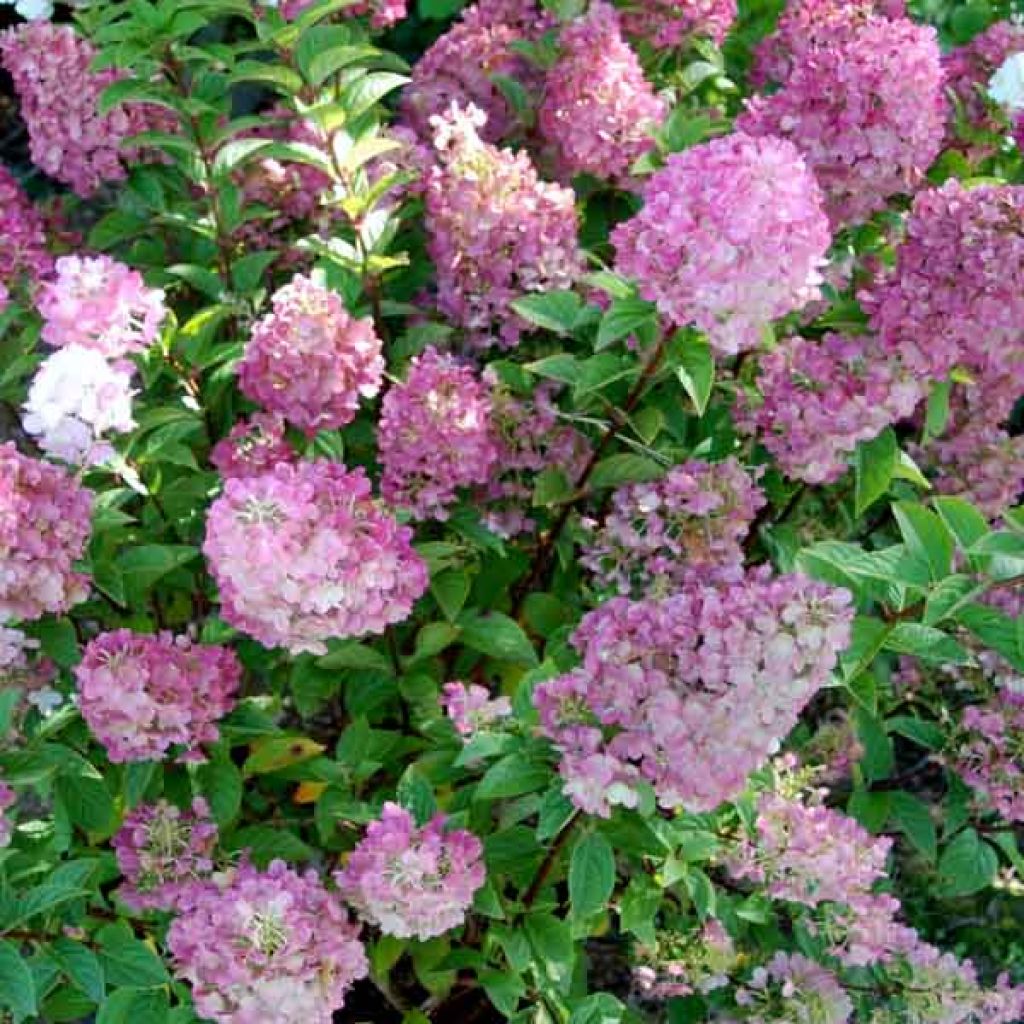 Hydrangea paniculata Sundae Fraise - Hortensia paniculé rose