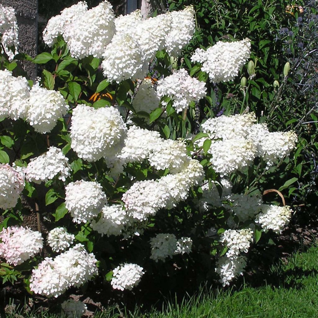 Hydrangea paniculata Vanille Fraise - Hortensia paniculé