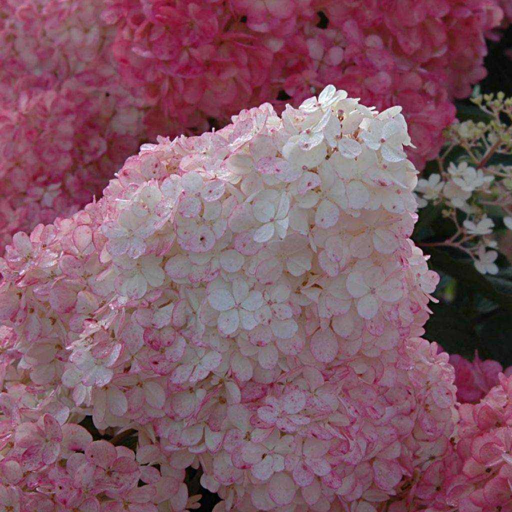 Hydrangea paniculata Vanille Fraise - Hortensia paniculé