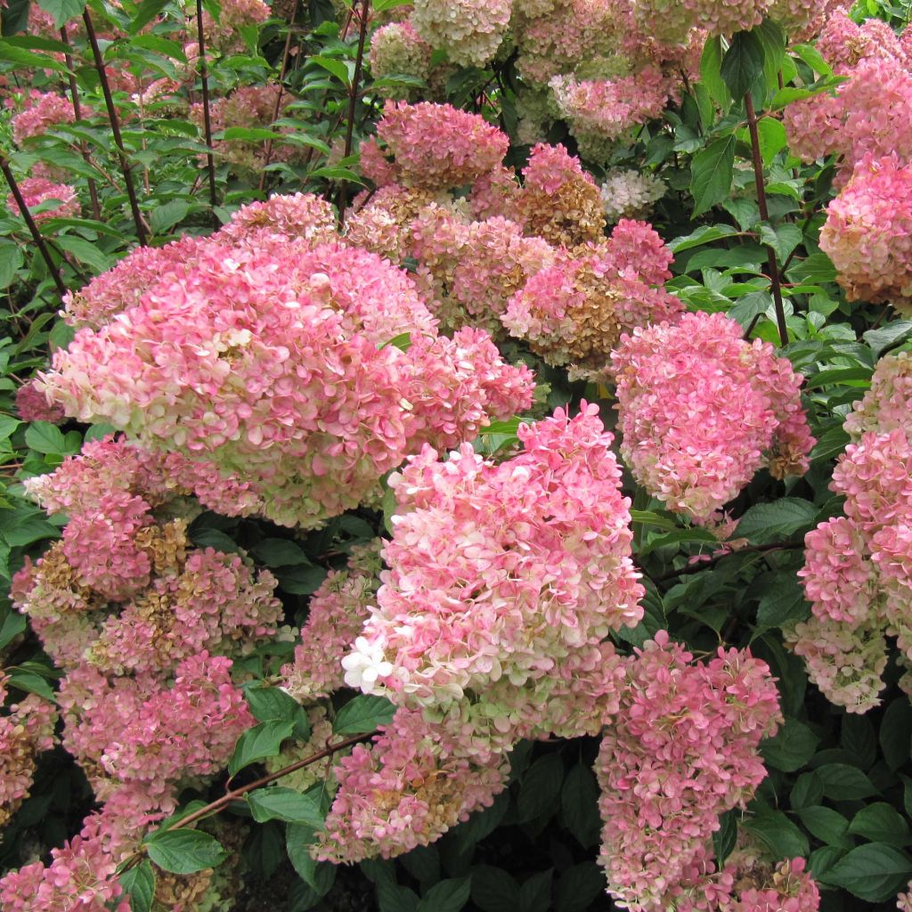 Hydrangea paniculata Vanille Fraise - Hortensia paniculé