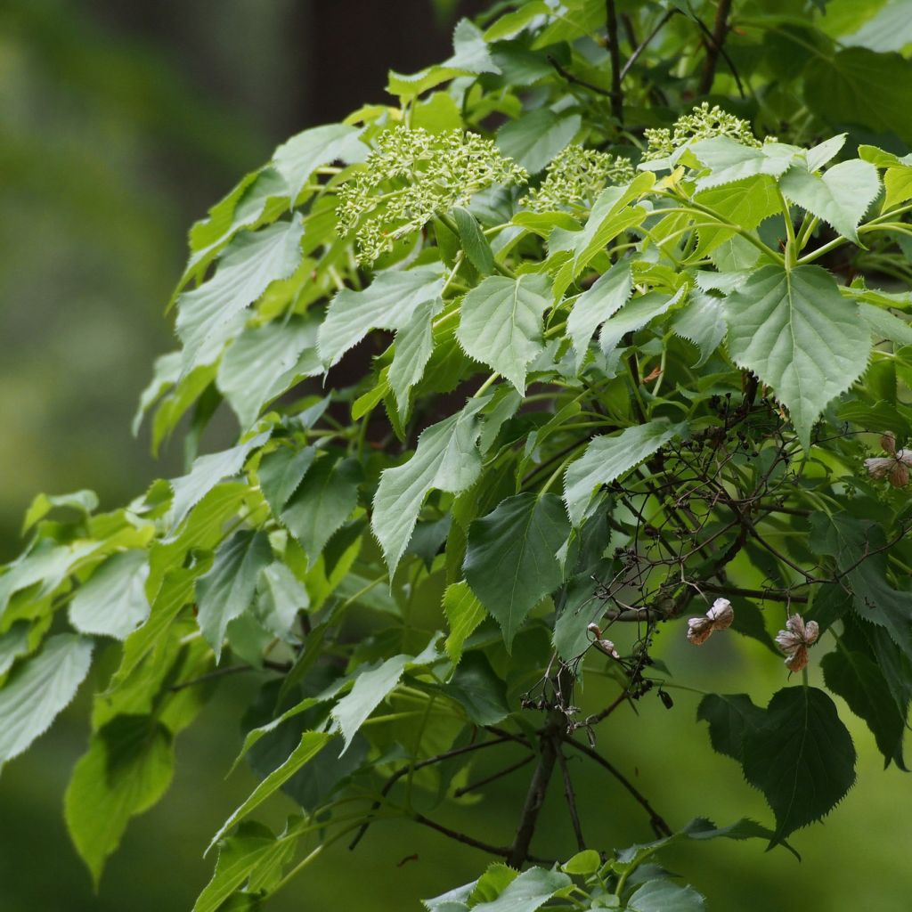 Hortensia grimpant - Hydrangea petiolaris