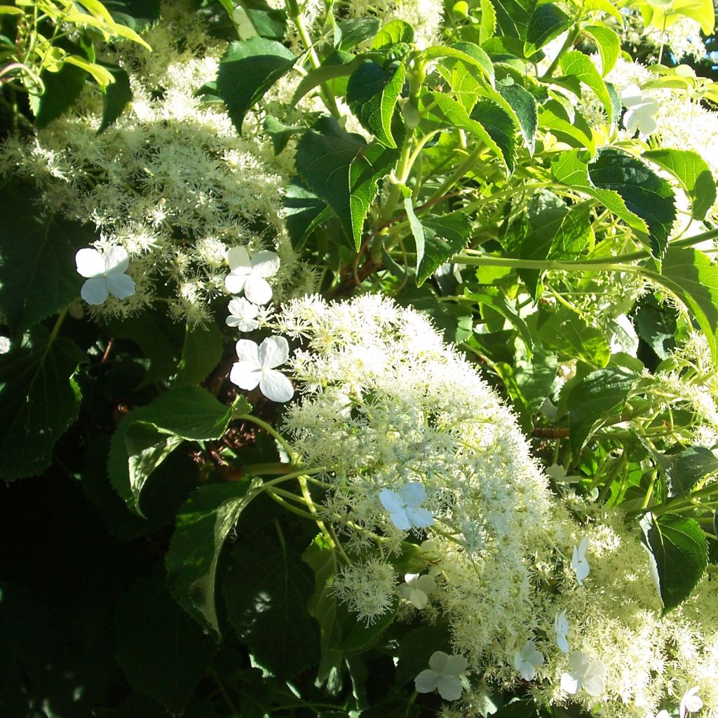 Hortensia grimpant - Hydrangea petiolaris