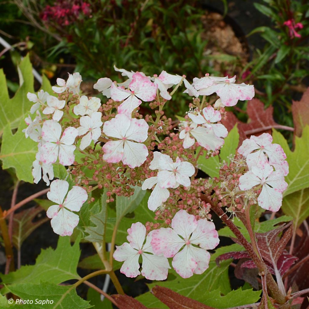 Hydrangea quercifolia Ice Crystal - Hortensia à feuilles de chêne