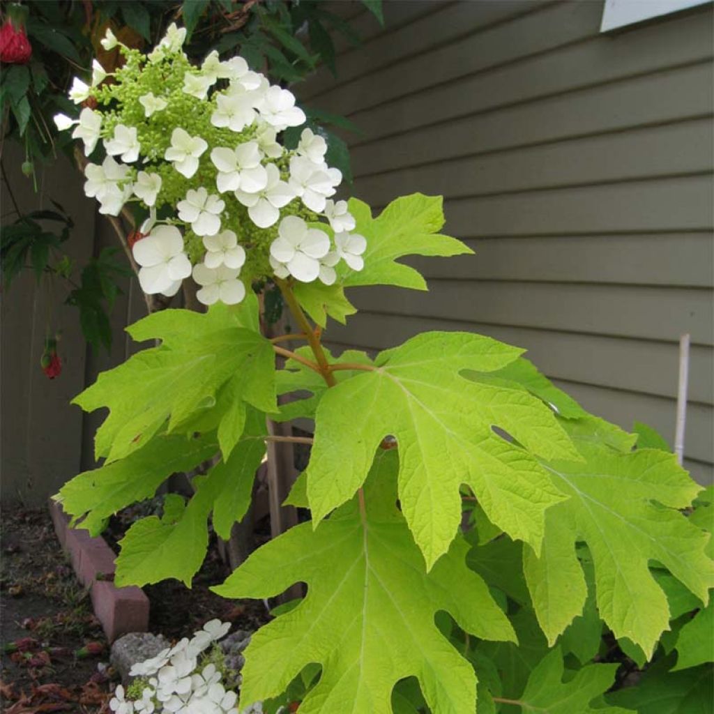 Hydrangea quercifolia Little Honey - Hortensia à feuilles de chêne