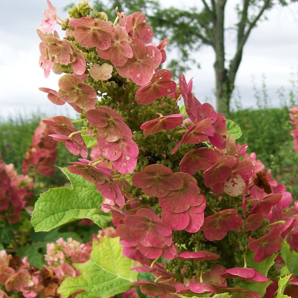 Hydrangea quercifolia Ruby Slippers - Hortensia à feuilles de chêne