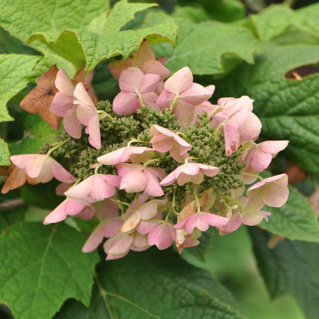 Hydrangea quercifolia Snow Queen - Hortensia à feuilles de chêne