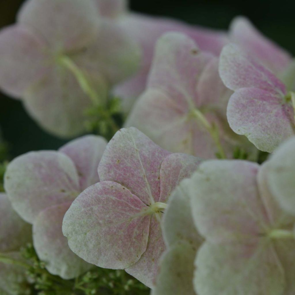 Hydrangea quercifolia Snow Queen - Hortensia à feuilles de chêne