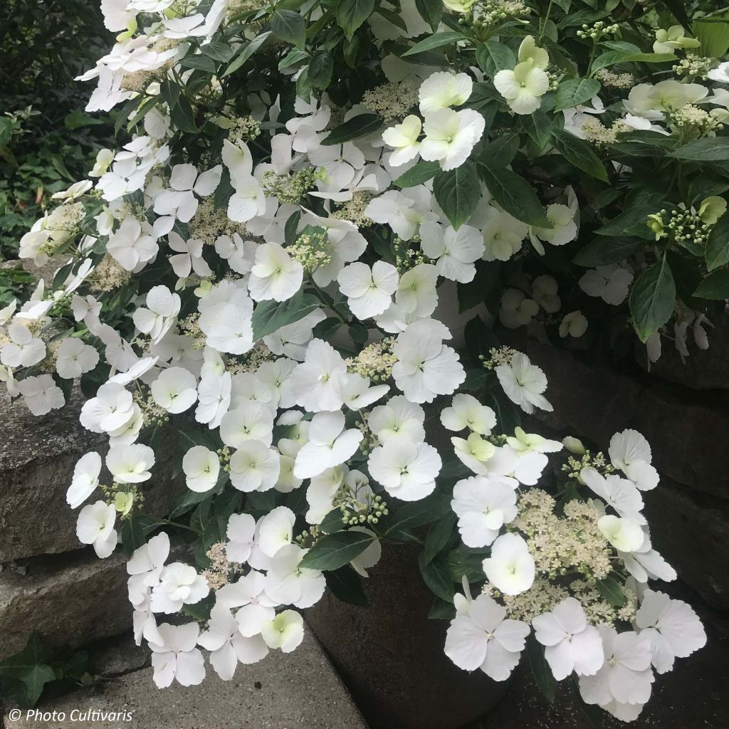 Hortensia - Hydrangea Runaway Bride