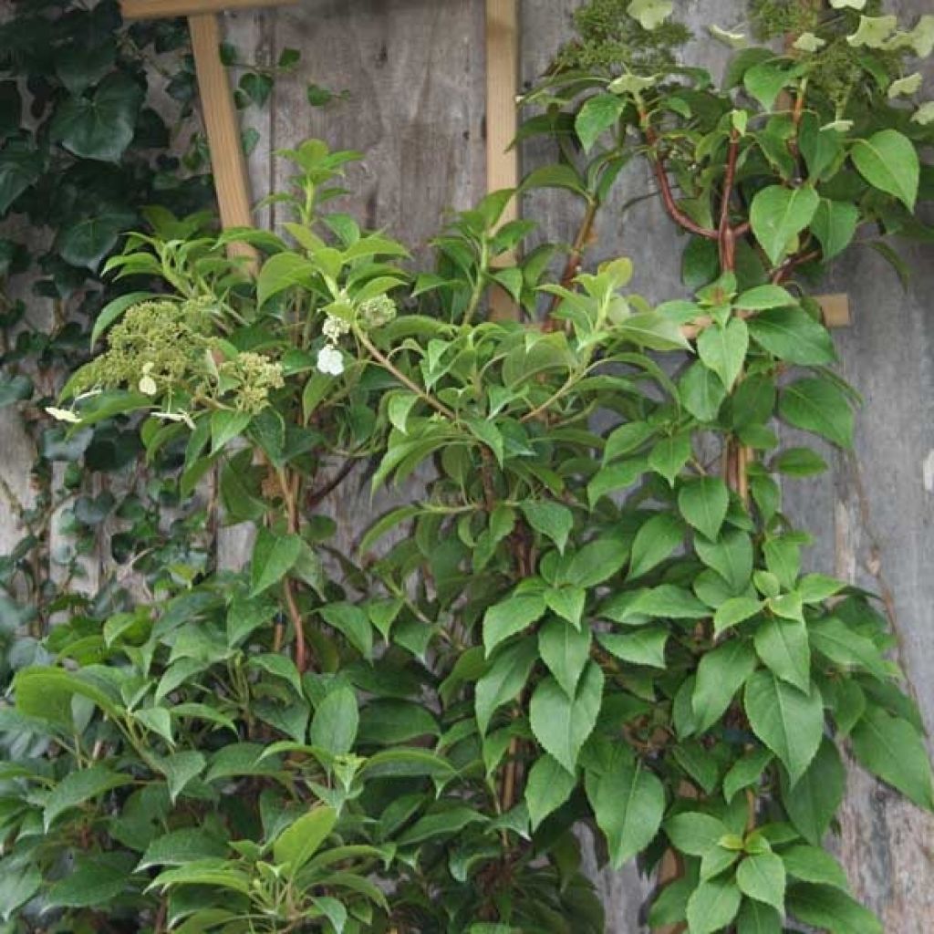 Hortensia - Hydrangea grimpant Semiola