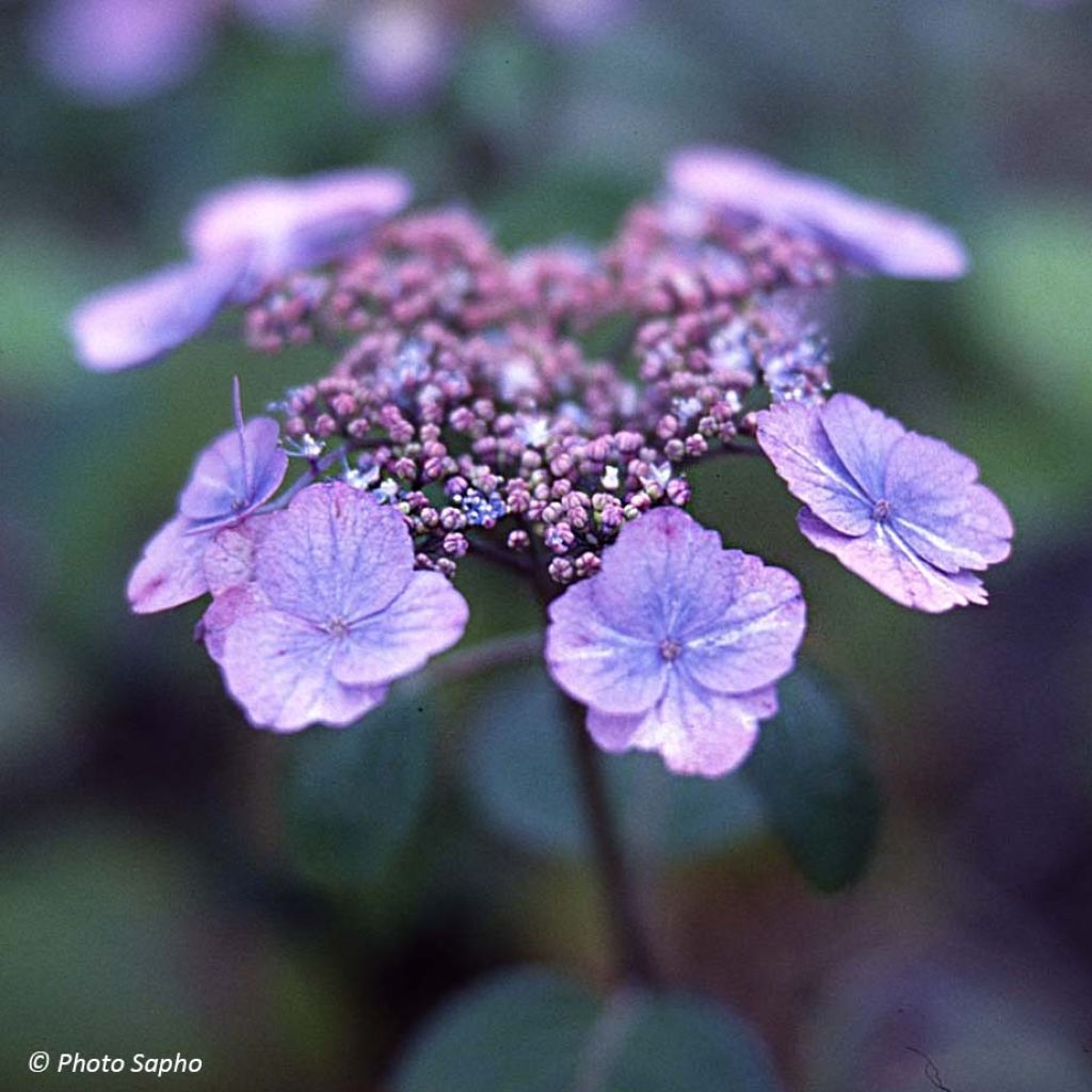 Hortensia - Hydrangea serrata Veerle